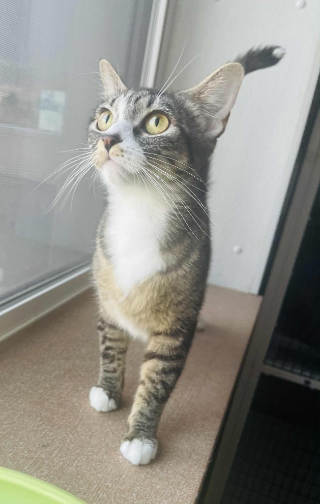 Miko