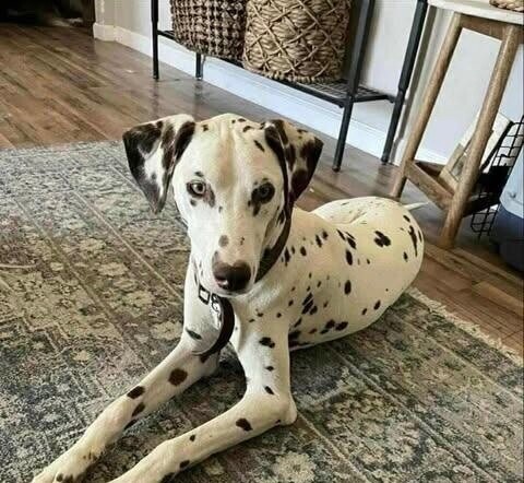 Domino