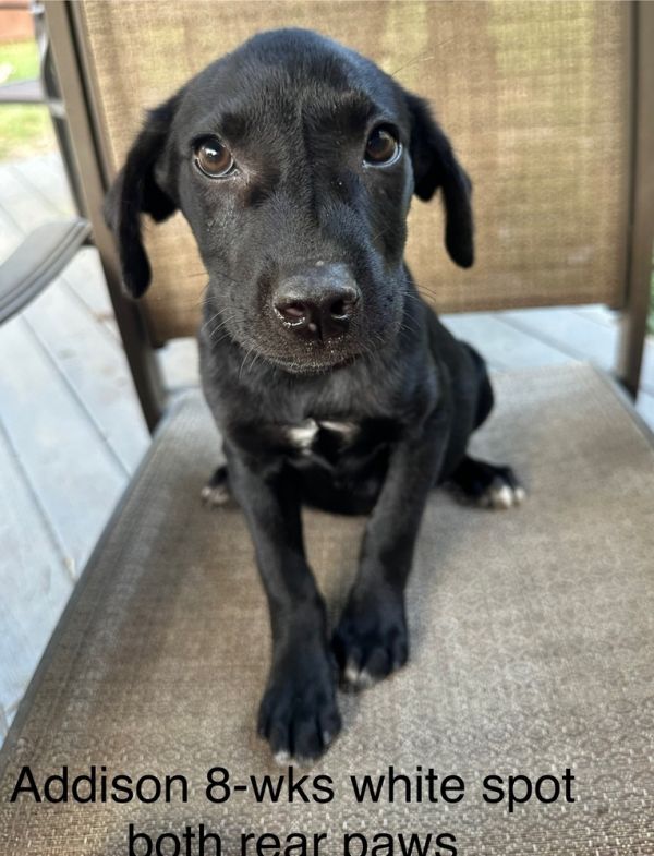 Addison