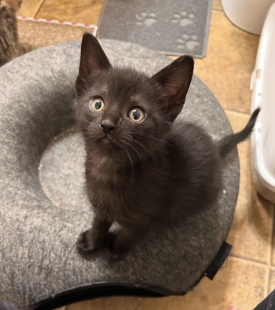Pineapple, an adoptable Domestic Short Hair in Minot, ND, 58702 | Photo Image 1