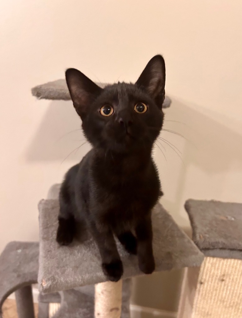 Pineapple, an adoptable Domestic Short Hair in Minot, ND, 58702 | Photo Image 1