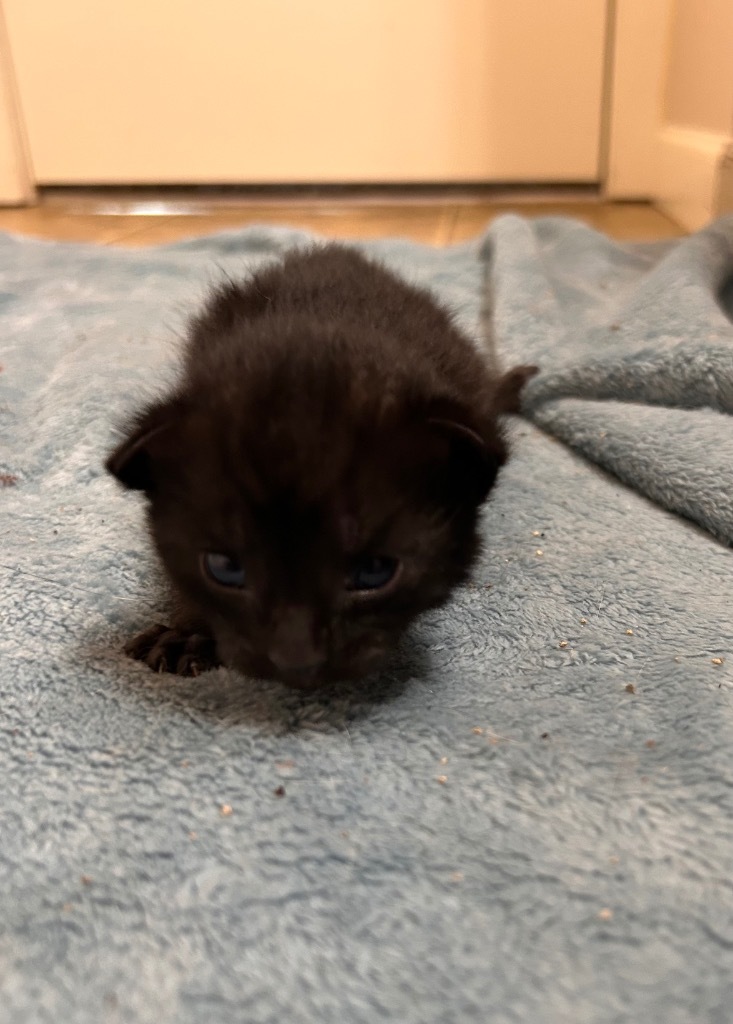 Pineapple, an adoptable Domestic Short Hair in Minot, ND, 58702 | Photo Image 2