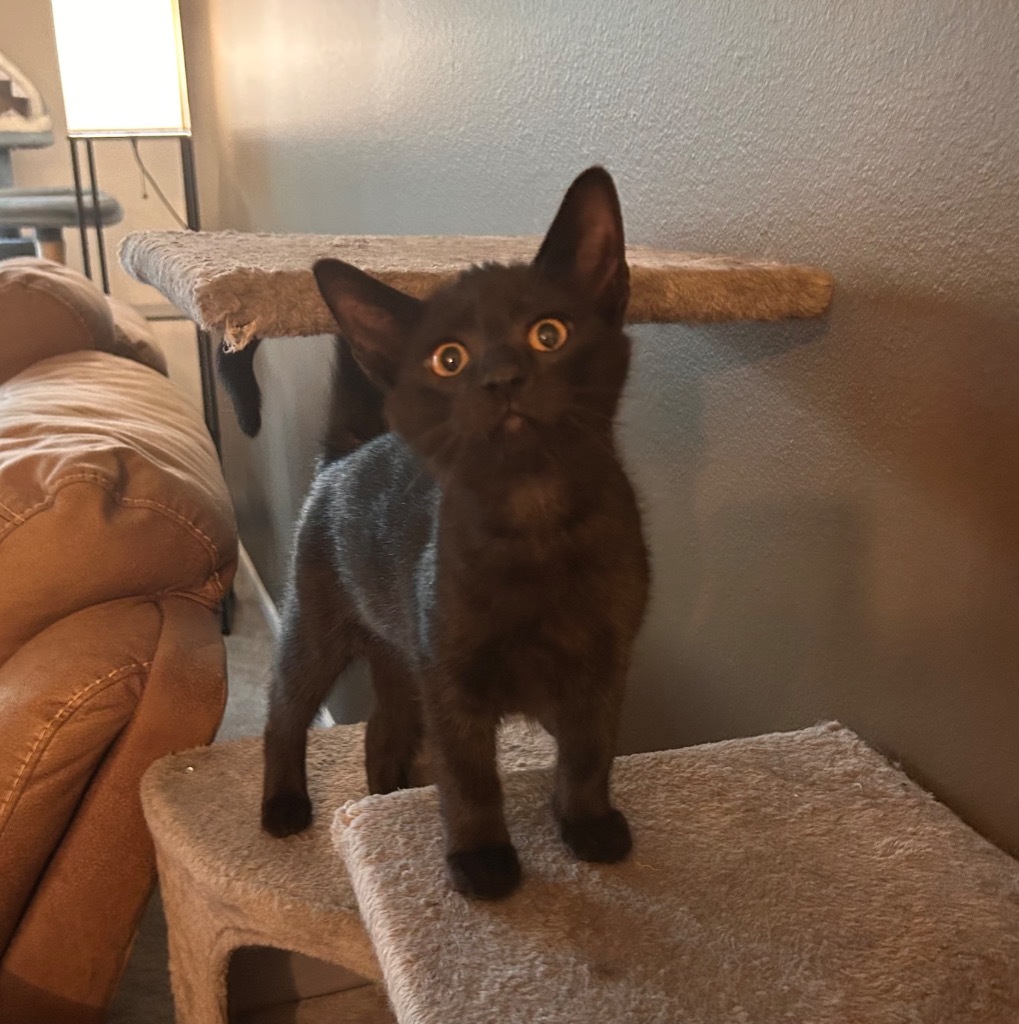 Pineapple, an adoptable Domestic Short Hair in Minot, ND, 58702 | Photo Image 4