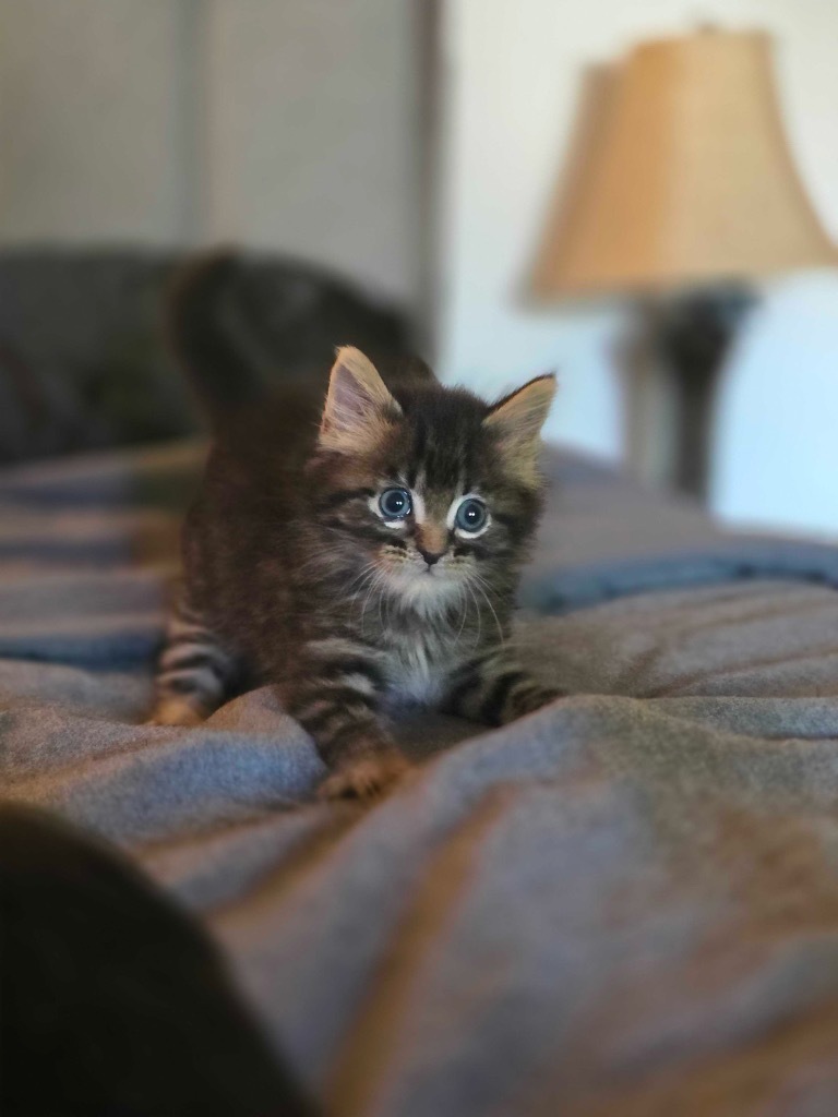 Narwhal, an adoptable Domestic Medium Hair in Minot, ND, 58702 | Photo Image 1