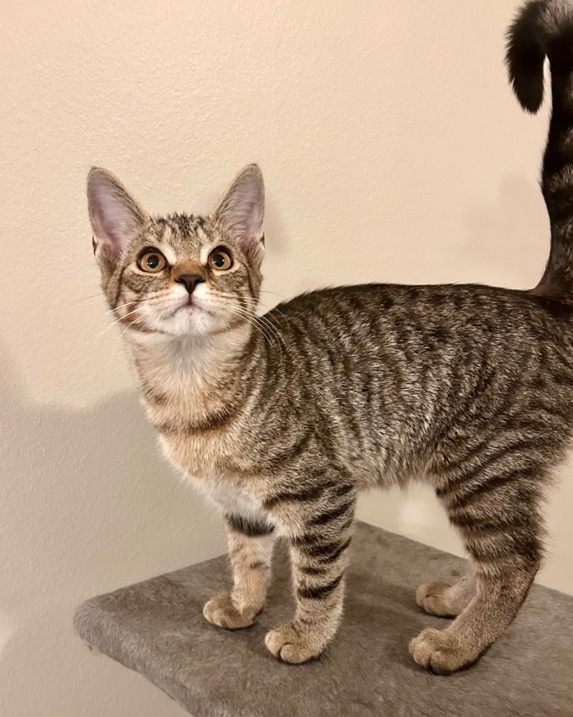 Raspberry, an adoptable Domestic Short Hair in Minot, ND, 58702 | Photo Image 1