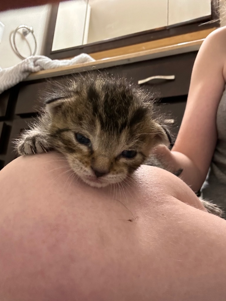 Raspberry, an adoptable Domestic Short Hair in Minot, ND, 58702 | Photo Image 2