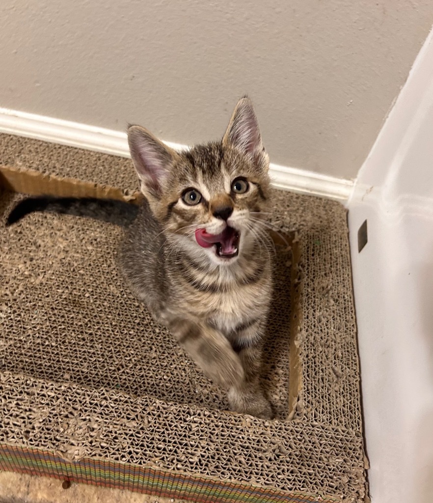 Raspberry, an adoptable Domestic Short Hair in Minot, ND, 58702 | Photo Image 3