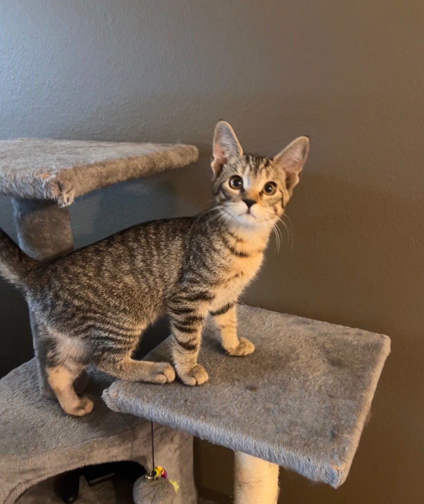 Raspberry, an adoptable Domestic Short Hair in Minot, ND, 58702 | Photo Image 4