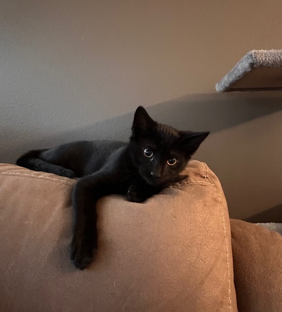 Lemon, an adoptable Domestic Short Hair in Minot, ND, 58702 | Photo Image 1