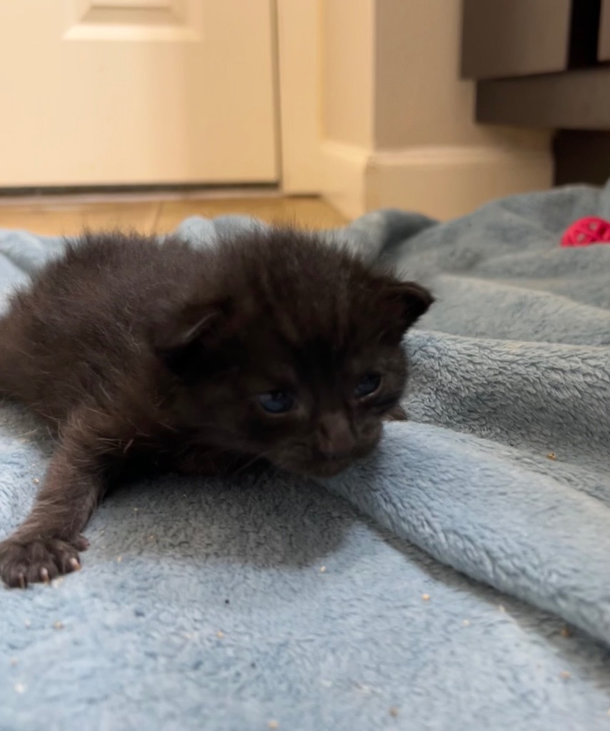 Lemon, an adoptable Domestic Short Hair in Minot, ND, 58702 | Photo Image 2