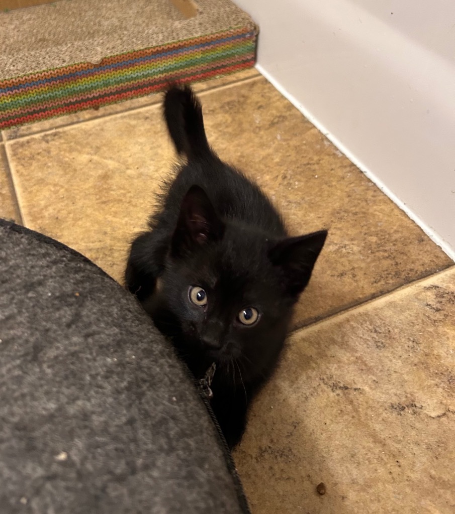 Lemon, an adoptable Domestic Short Hair in Minot, ND, 58702 | Photo Image 3