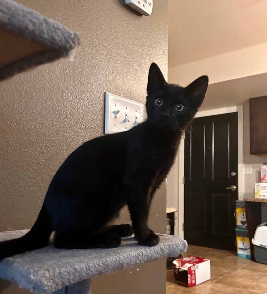 Lemon, an adoptable Domestic Short Hair in Minot, ND, 58702 | Photo Image 4