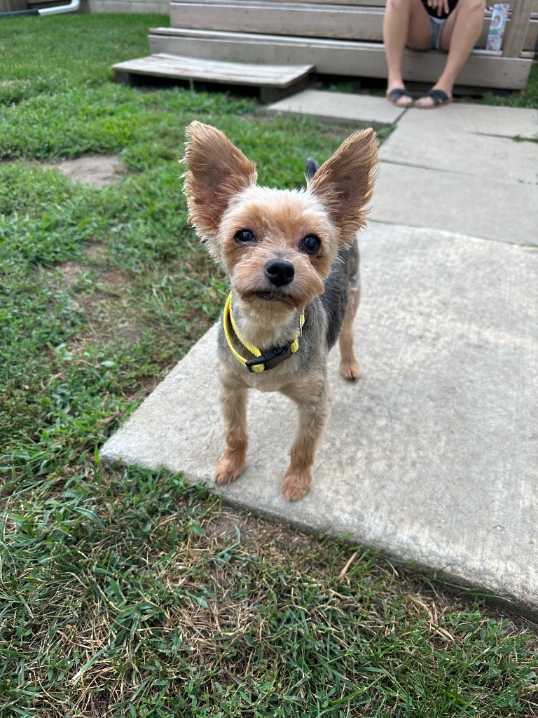 Benji