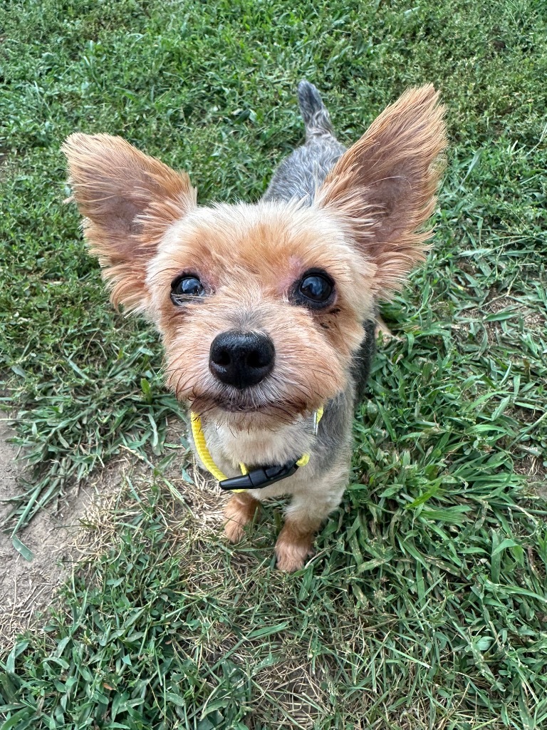 Benji