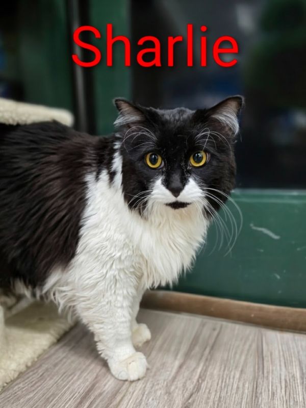 Sharlie