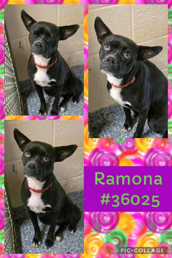 Ramona