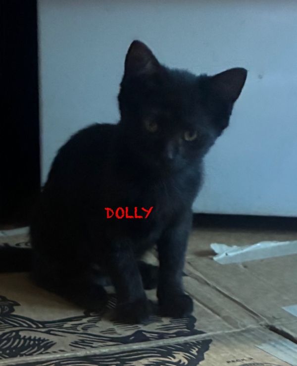 Dolly
