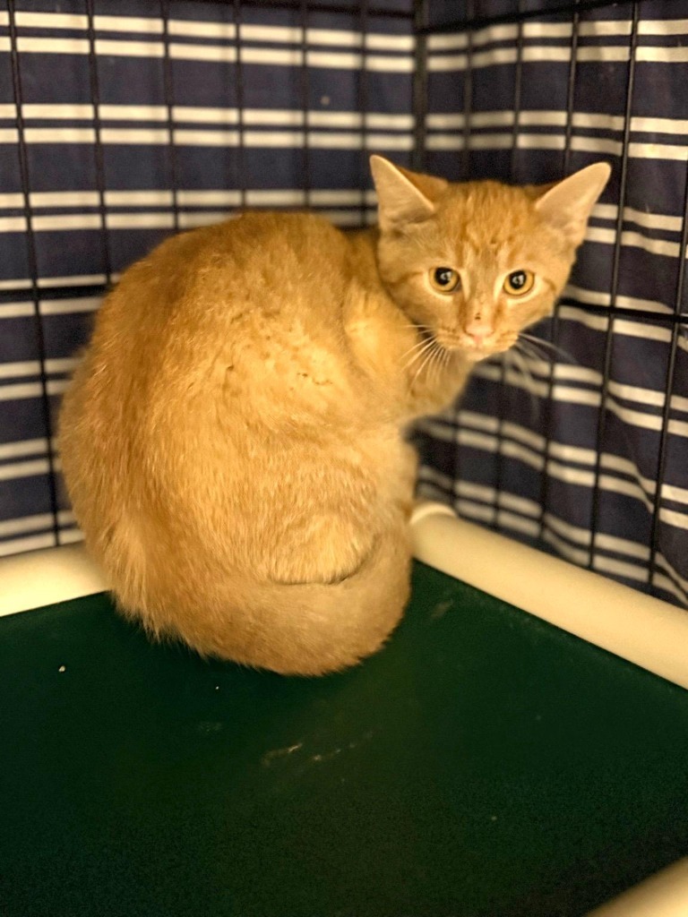 Leo