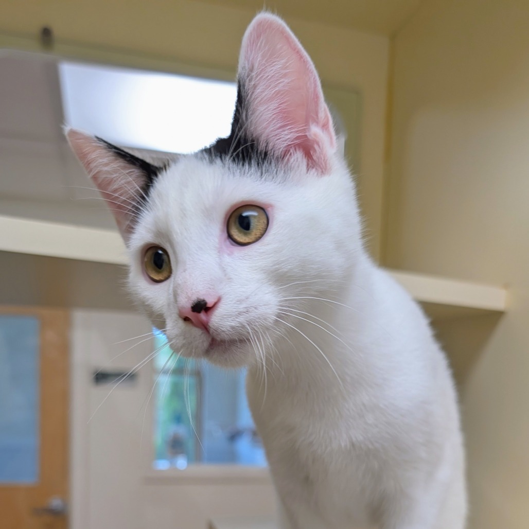 Marshmallow, an adoptable Domestic Short Hair in Thomaston, ME, 04861 | Photo Image 1