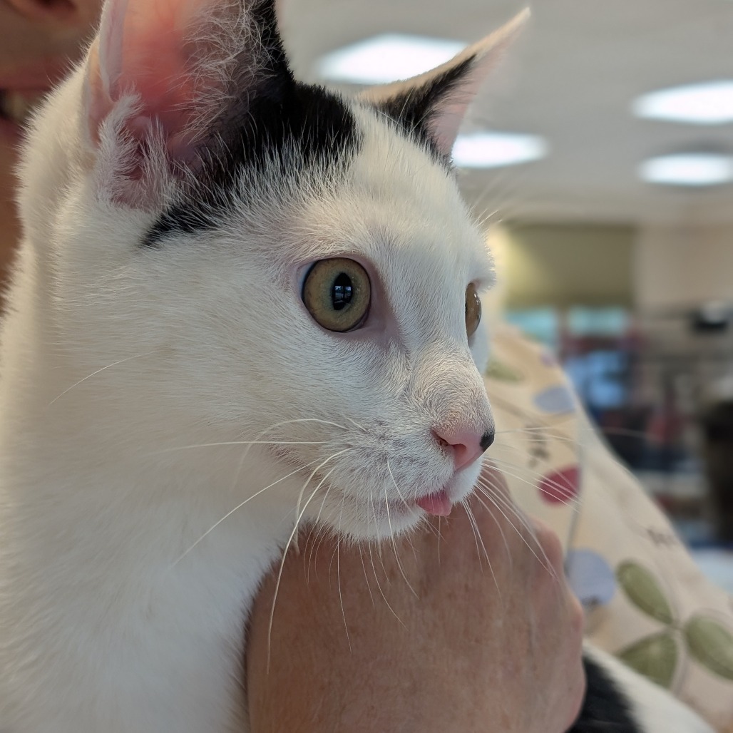 Marshmallow, an adoptable Domestic Short Hair in Thomaston, ME, 04861 | Photo Image 2