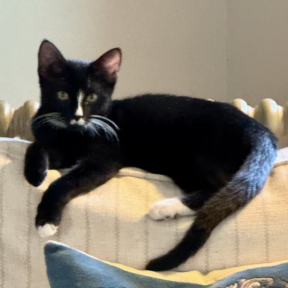 "Henley" Pixel - 072904T