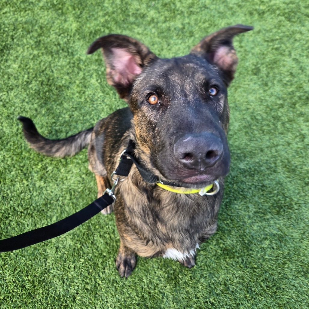 Nico, an adoptable Dutch Shepherd in Idaho Falls, ID, 83402 | Photo Image 1