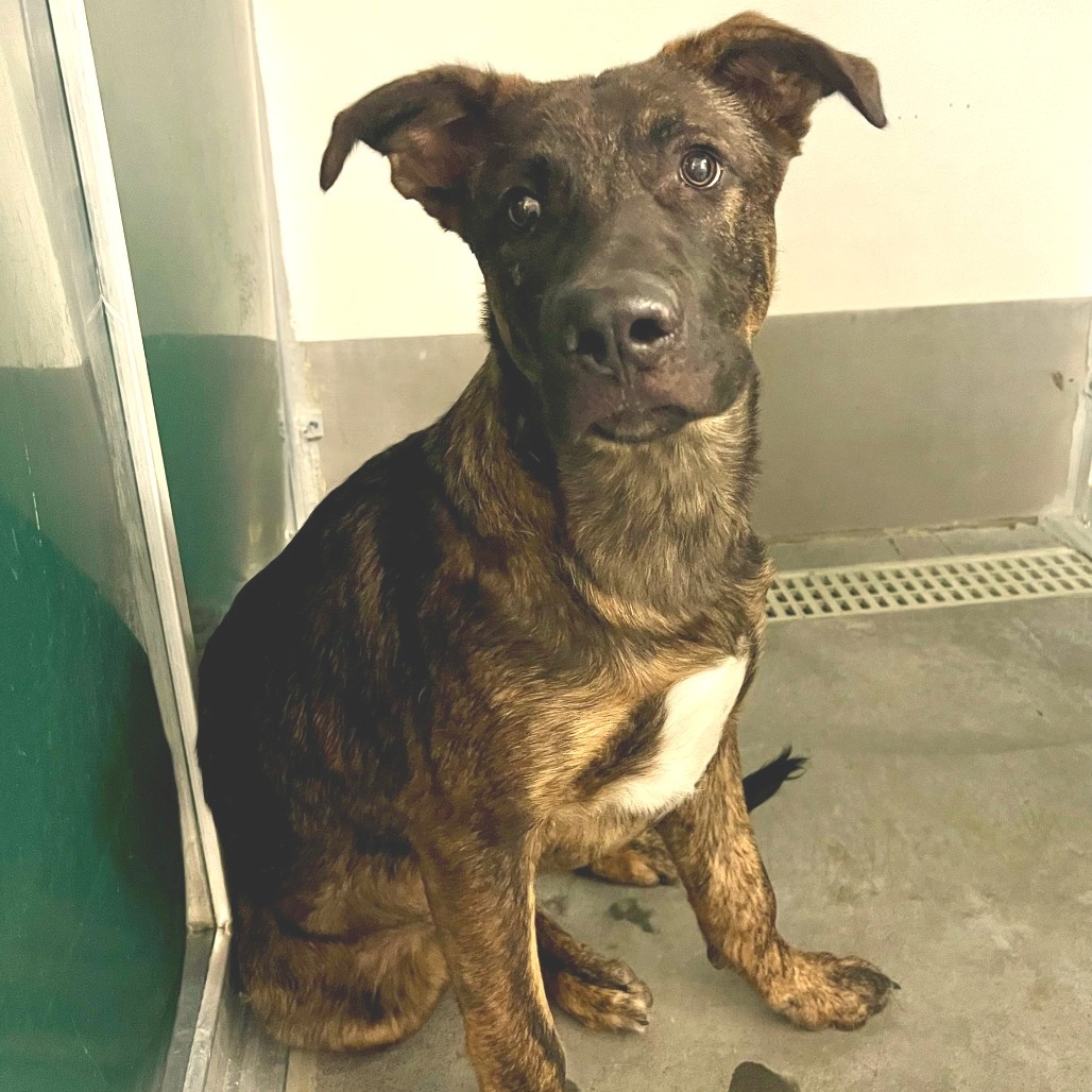 Nino, an adoptable Dutch Shepherd in Idaho Falls, ID, 83402 | Photo Image 2