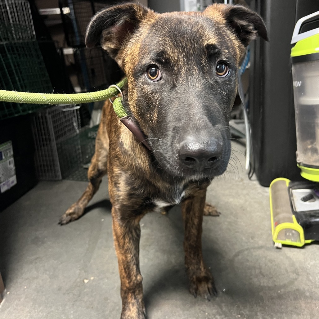 Frankie, an adoptable Dutch Shepherd in Idaho Falls, ID, 83402 | Photo Image 1