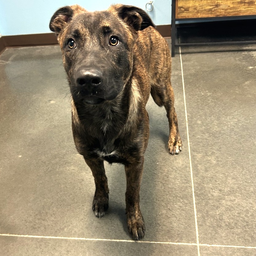 Frankie, an adoptable Dutch Shepherd in Idaho Falls, ID, 83402 | Photo Image 2