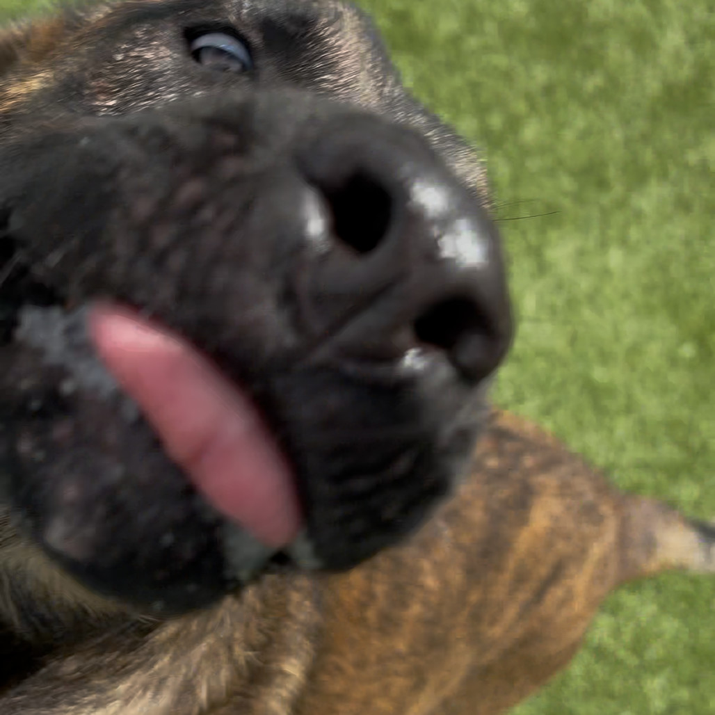 Frankie, an adoptable Dutch Shepherd in Idaho Falls, ID, 83402 | Photo Image 4