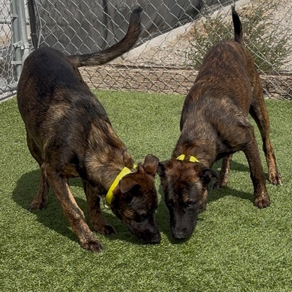 Frankie, an adoptable Dutch Shepherd in Idaho Falls, ID, 83402 | Photo Image 5