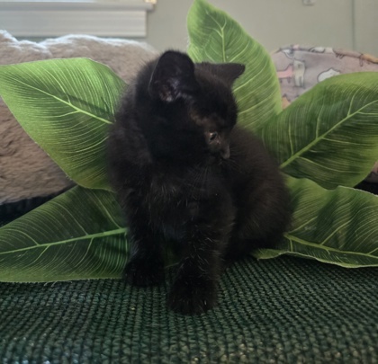 Sprout