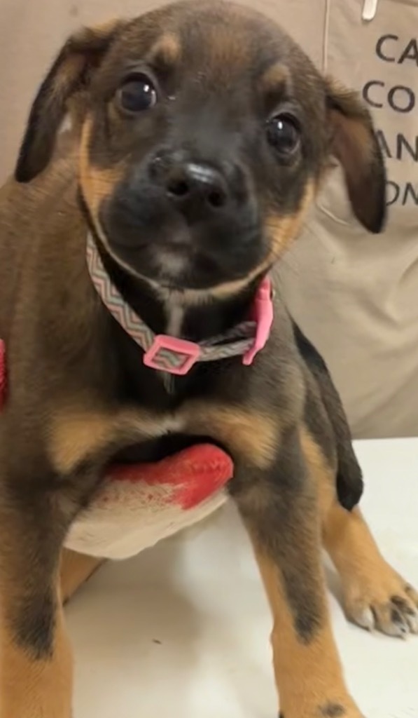 Delilah