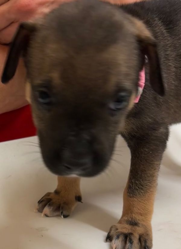 Delilah thumbnail 2