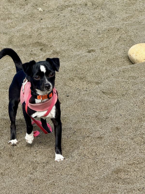 Stella