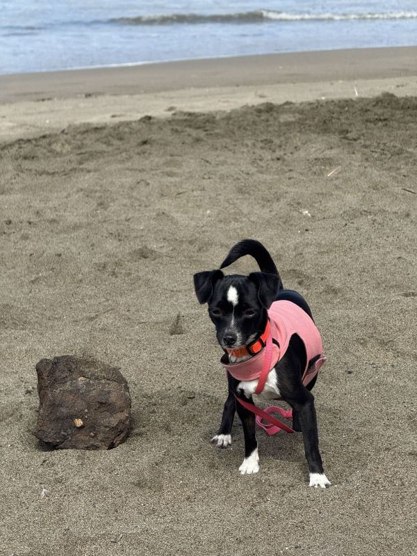 Stella thumbnail 3