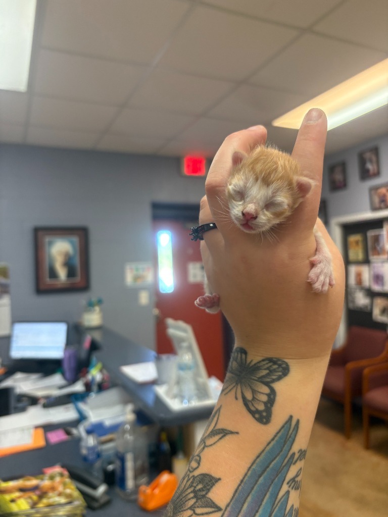 Calvin, an adoptable Domestic Short Hair in Brownwood, TX, 76801 | Photo Image 1