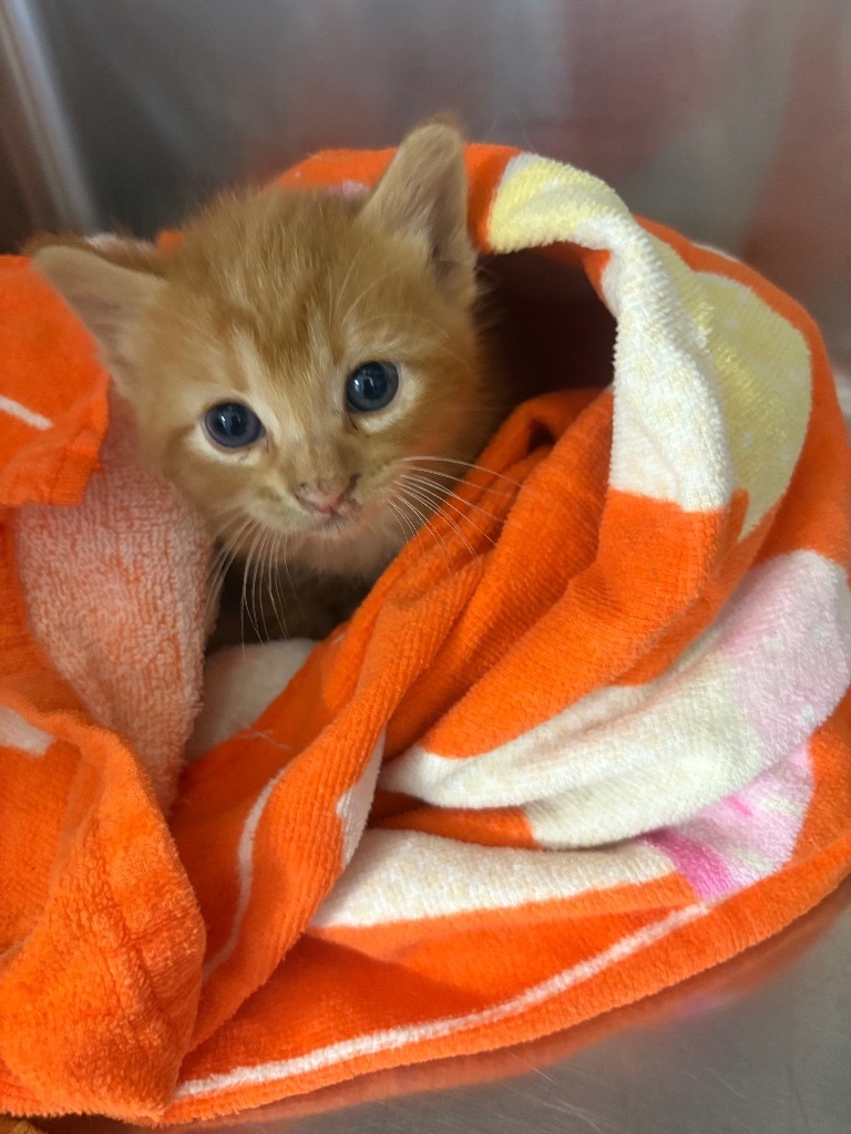 Poseidon, an adoptable Domestic Short Hair in Brownwood, TX, 76801 | Photo Image 1