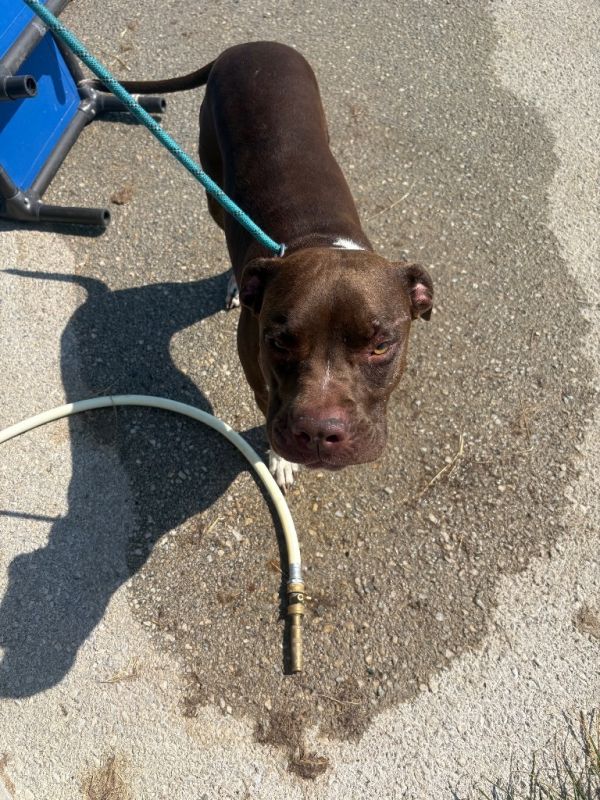 Dottie