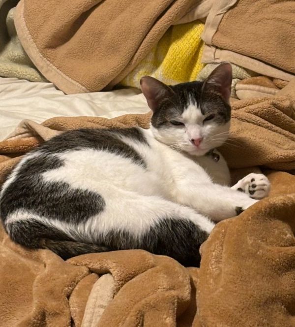 Petunia thumbnail 3