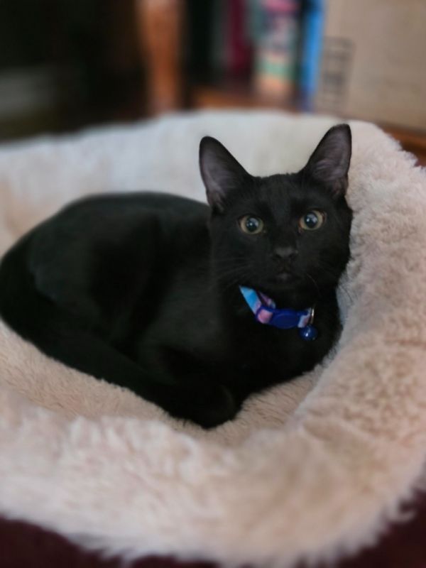 Cosmo