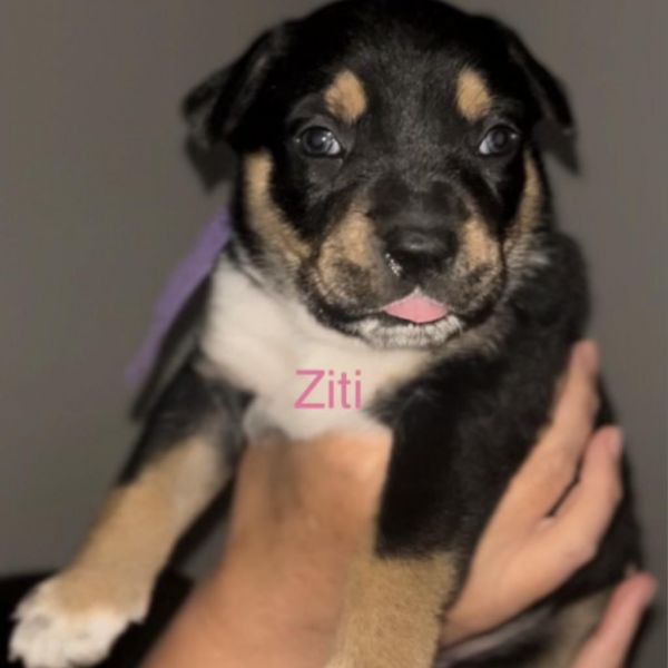 Ziti/ Ursula thumbnail 2
