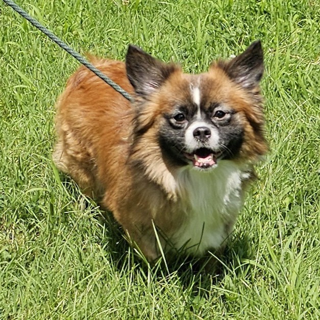 Mazi, an adoptable Chihuahua, Papillon in Waldorf, MD, 20604 | Photo Image 1