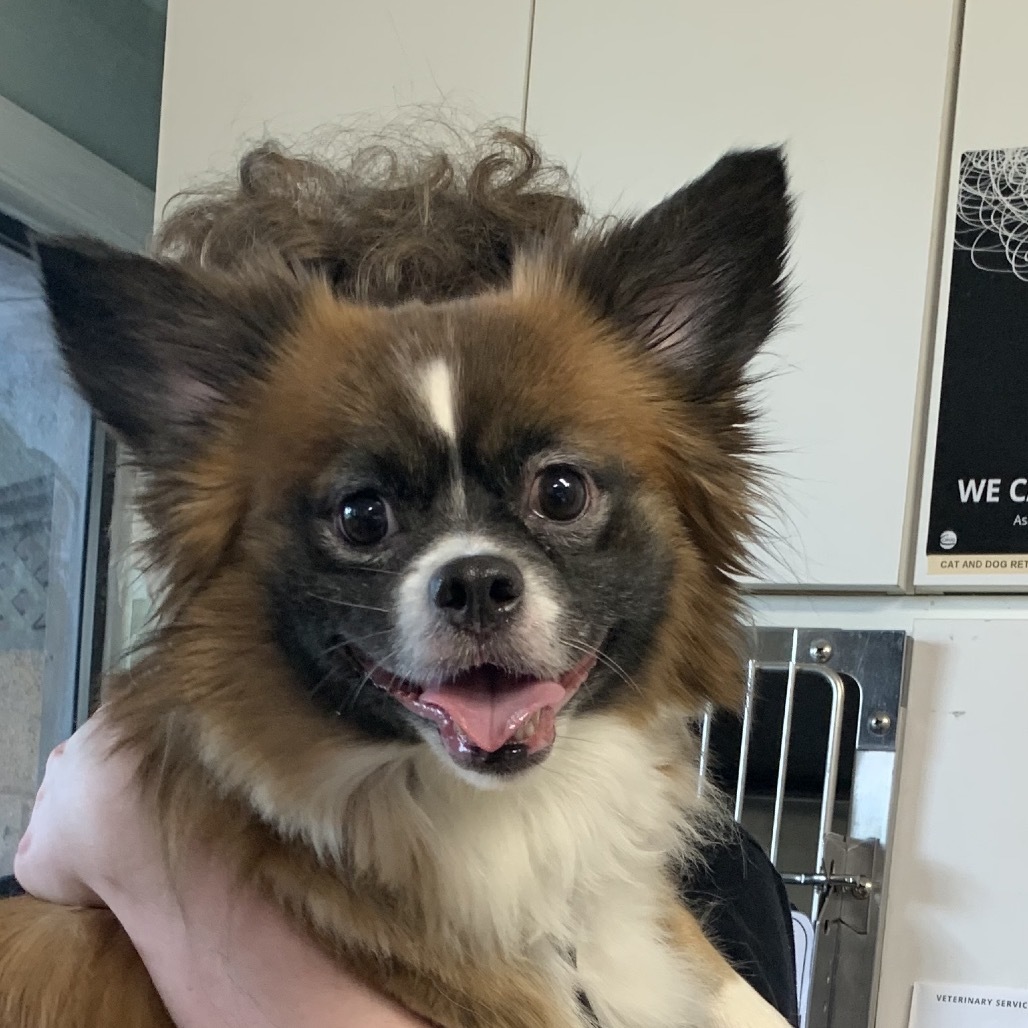 Mazi, an adoptable Chihuahua, Papillon in Waldorf, MD, 20604 | Photo Image 2