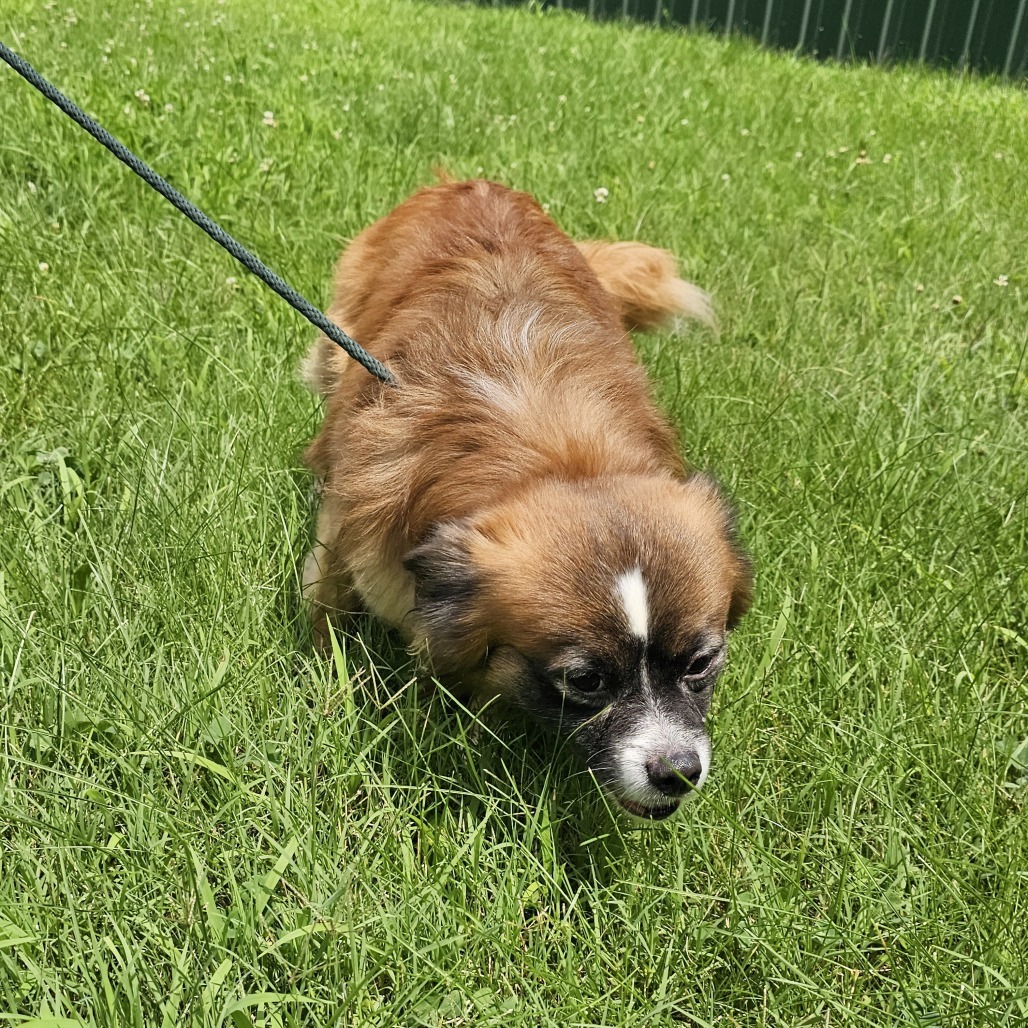 Mazi, an adoptable Chihuahua, Papillon in Waldorf, MD, 20604 | Photo Image 3