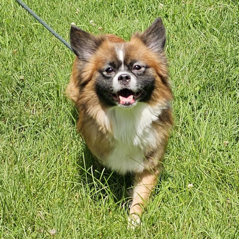 Mazi, an adoptable Chihuahua, Papillon in Waldorf, MD, 20604 | Photo Image 4