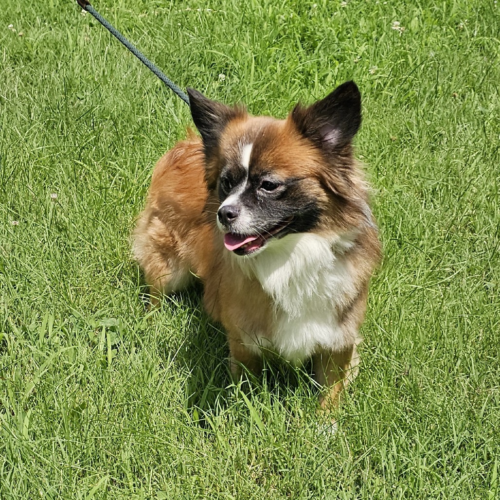 Mazi, an adoptable Chihuahua, Papillon in Waldorf, MD, 20604 | Photo Image 5