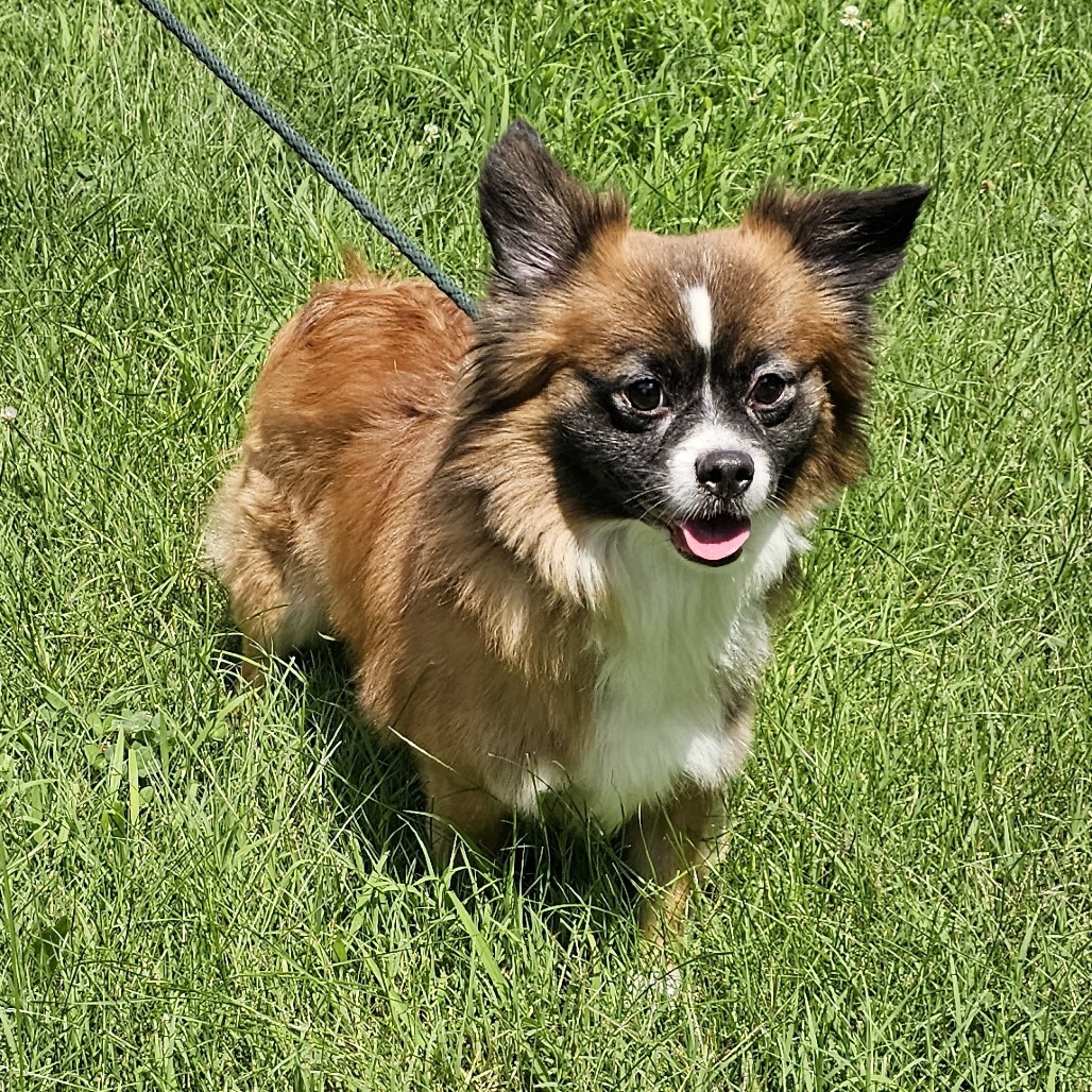 Mazi, an adoptable Chihuahua, Papillon in Waldorf, MD, 20604 | Photo Image 6