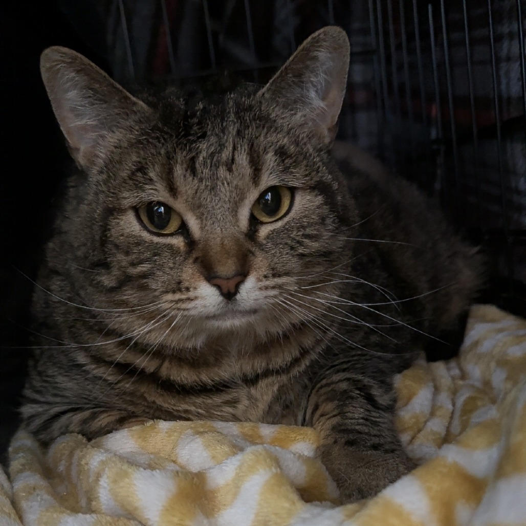 Brisket, an adoptable Domestic Short Hair in Detroit Lakes, MN, 56501 | Photo Image 2
