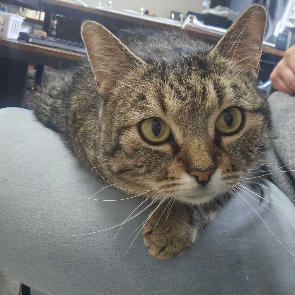 Brisket, an adoptable Domestic Short Hair in Detroit Lakes, MN, 56501 | Photo Image 3